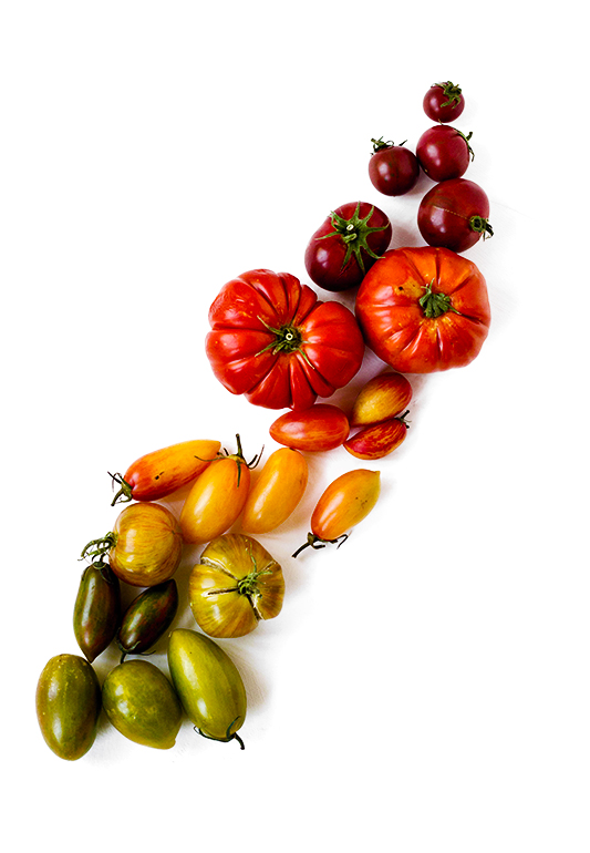Tomatoes on white background.